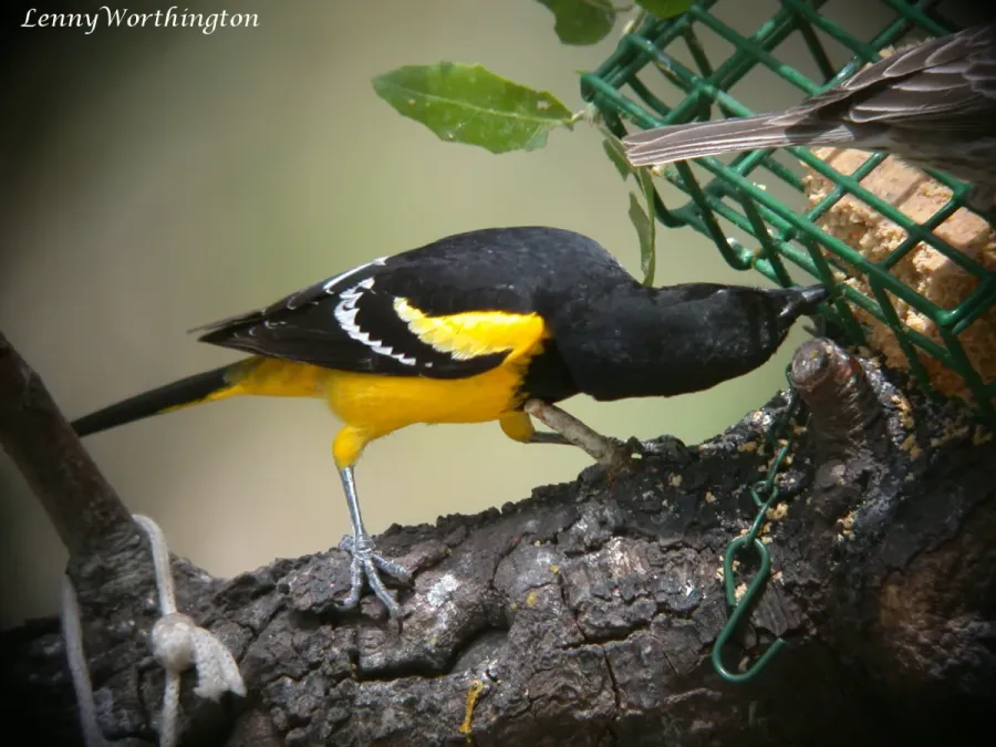 File:Scott's Oriole Icterus parisorum Arizona (16459631131).jpg