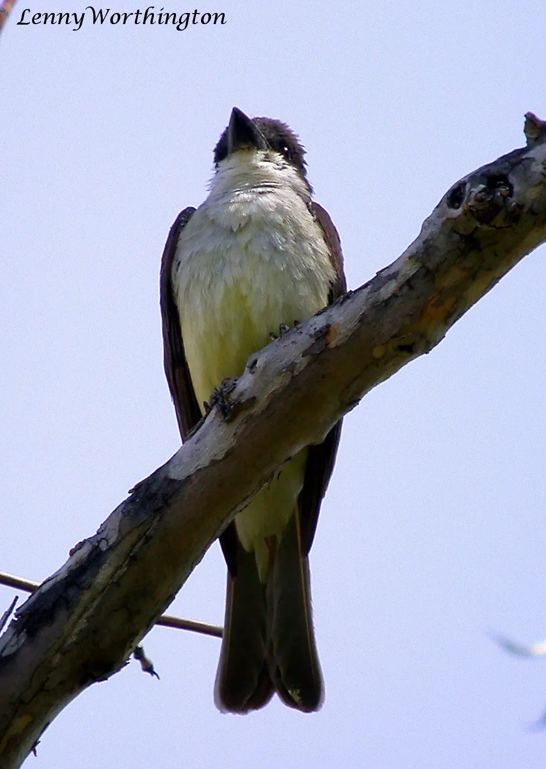File:Thick-Billed Kingbird Tyrannus crassirostris Arizona (16460412842).jpg