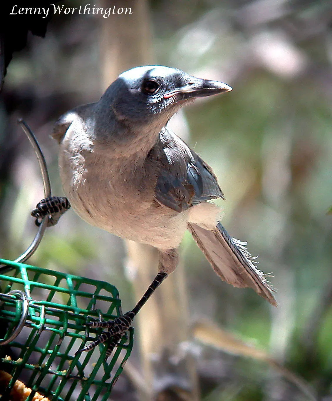 File:Mexican jay Aphelocoma wollweberi Arizona (16273946140).jpg