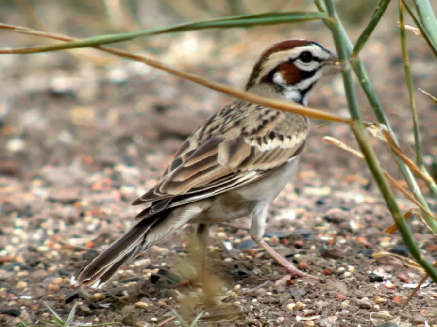File:Lark Sparrow Chondestes grammacus Arizona (16273926770).jpg