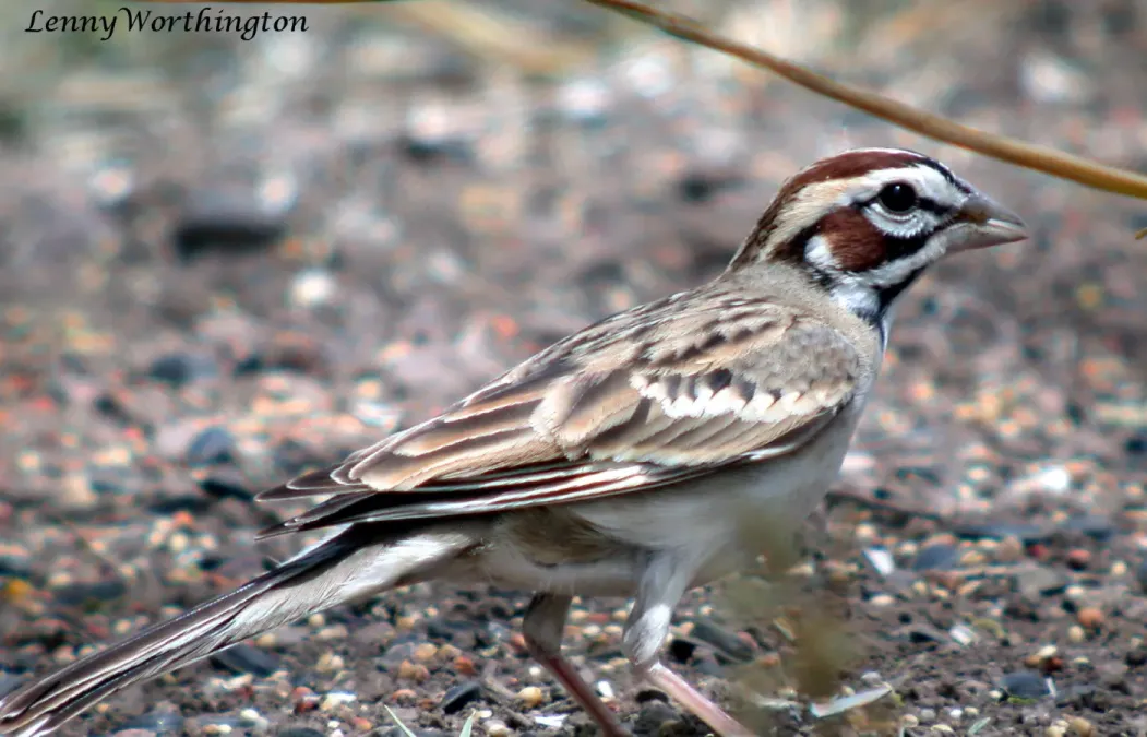 File:Lark Sparrow Chondestes grammacus Arizona (15838829954).jpg