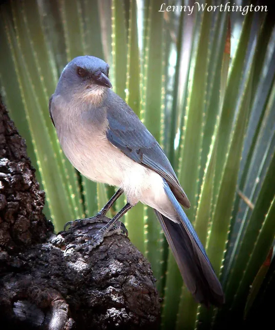 File:Mexican jay Aphelocoma wollweberi Arizona (16273928250).jpg