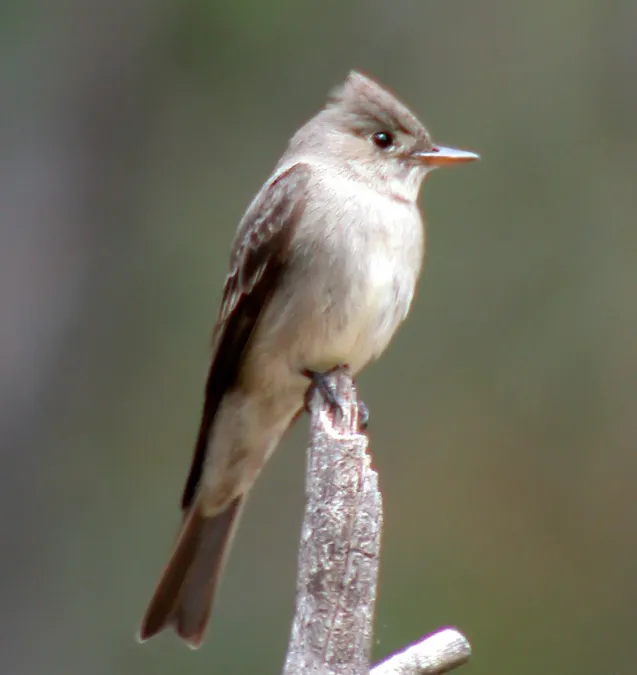 File:Greater Pewee Contopus pertinax (16275457927).jpg