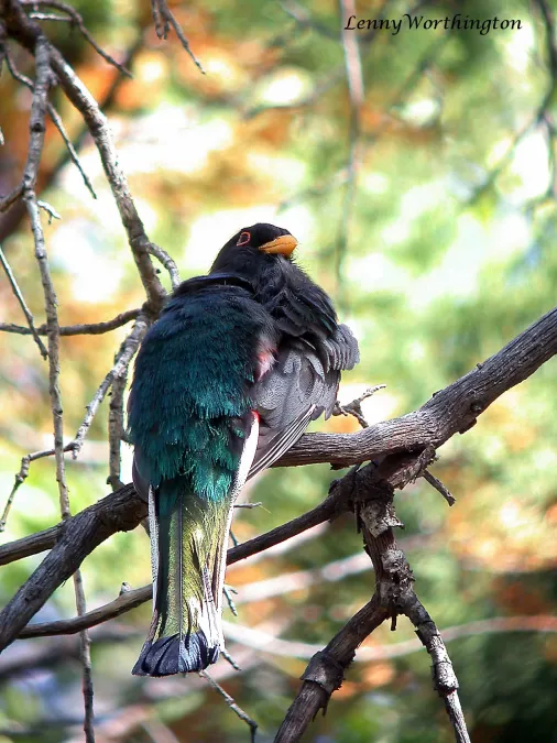 File:Elegant Trogon Trogon elegans (female) (15841282423).jpg