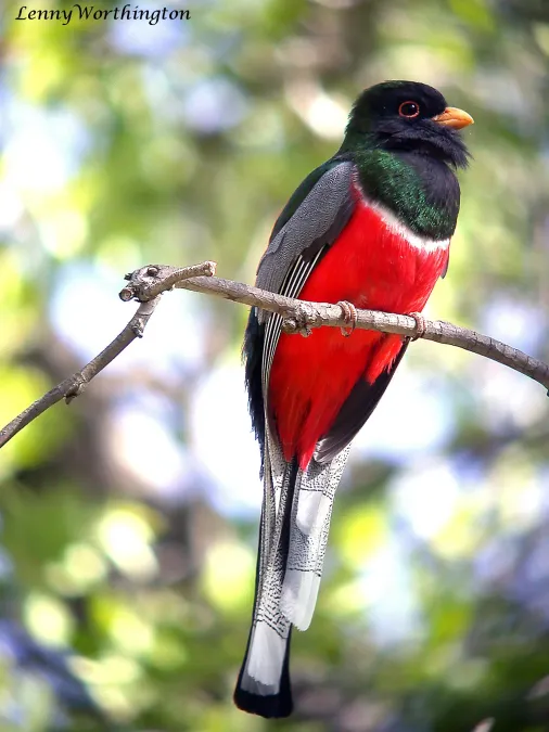 File:Elegant Trogon Trogon elegans (male) (16273678598).jpg