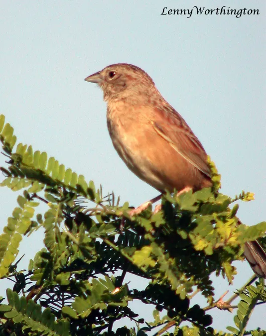 File:Cassin's sparrow Peucaea cassinii Arizona (16460425562).jpg