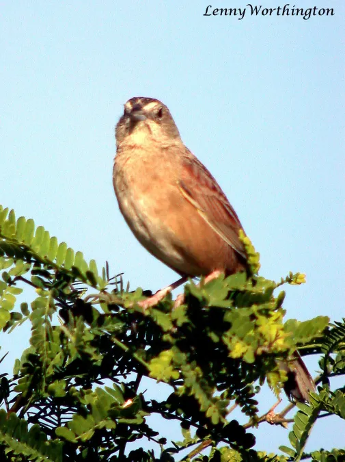 File:Cassin's sparrow Peucaea cassinii Arizona (16275461257).jpg
