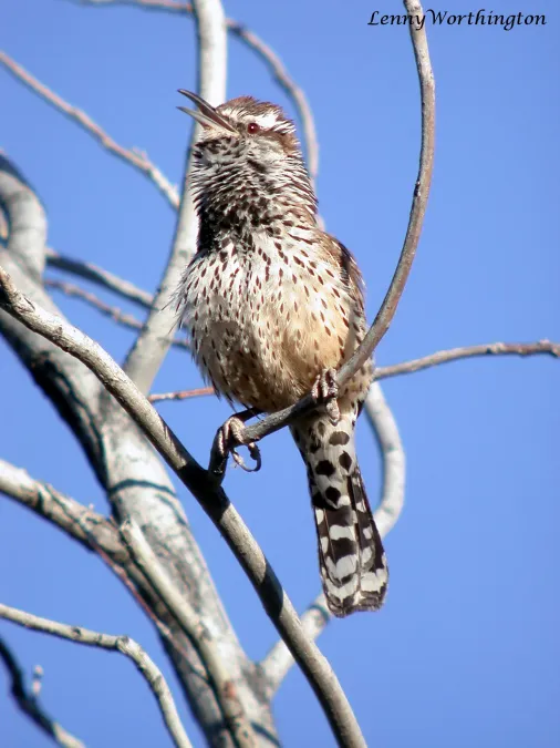 File:Cactus Wren Campylorhynchus brunneicapillus (16435367946).jpg