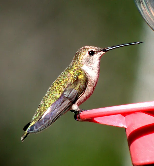 File:Black-chinned Hummingbird Archilochus alexandri Female Arizona (16461365485).jpg