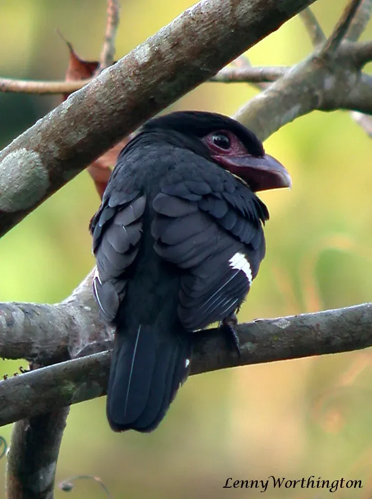 File:Dusky Broadbill Corydon sumatranus (Raffles, 1822) (16168672898).jpg