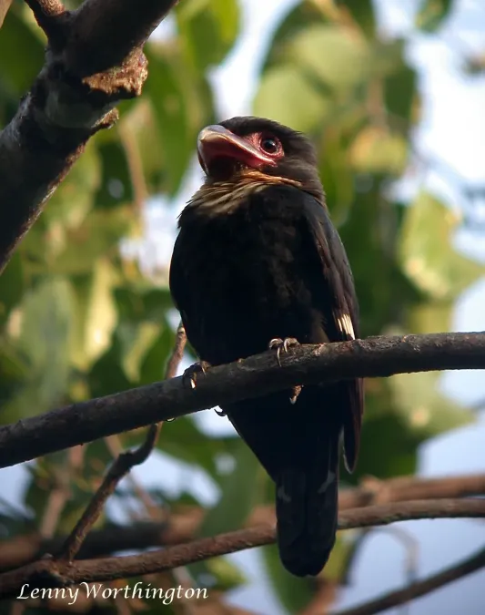 File:Dusky Broadbill Corydon sumatranus (Raffles, 1822) (16355406752).jpg