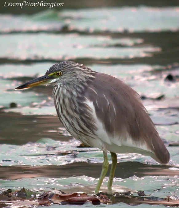 File:Javan Pond Heron Ardeola speciosa (Horsfield, 1821) winter plumage (15732476754).jpg