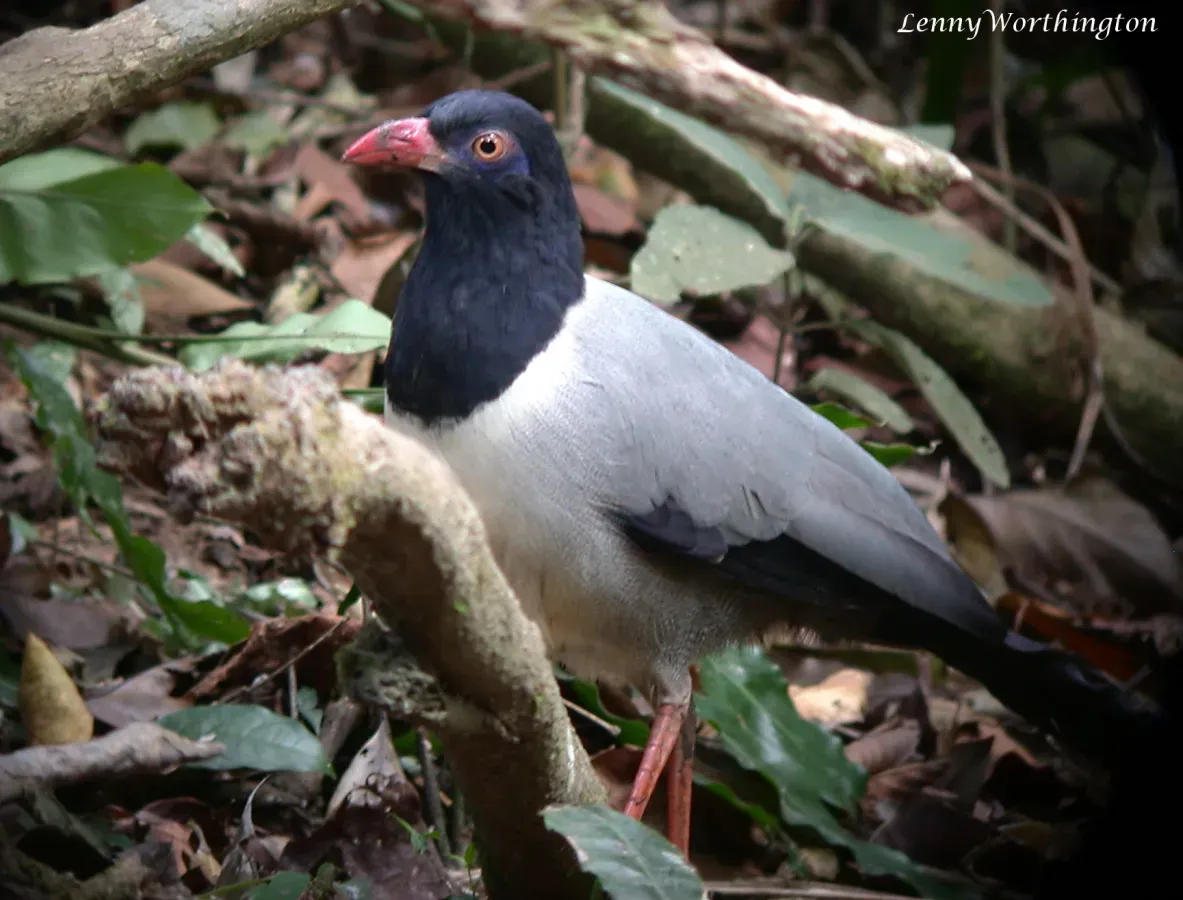 File:Coral-billed Ground Cuckoo Carpococcyx renauldi (Oustalet, 1896) (16353151111).jpg