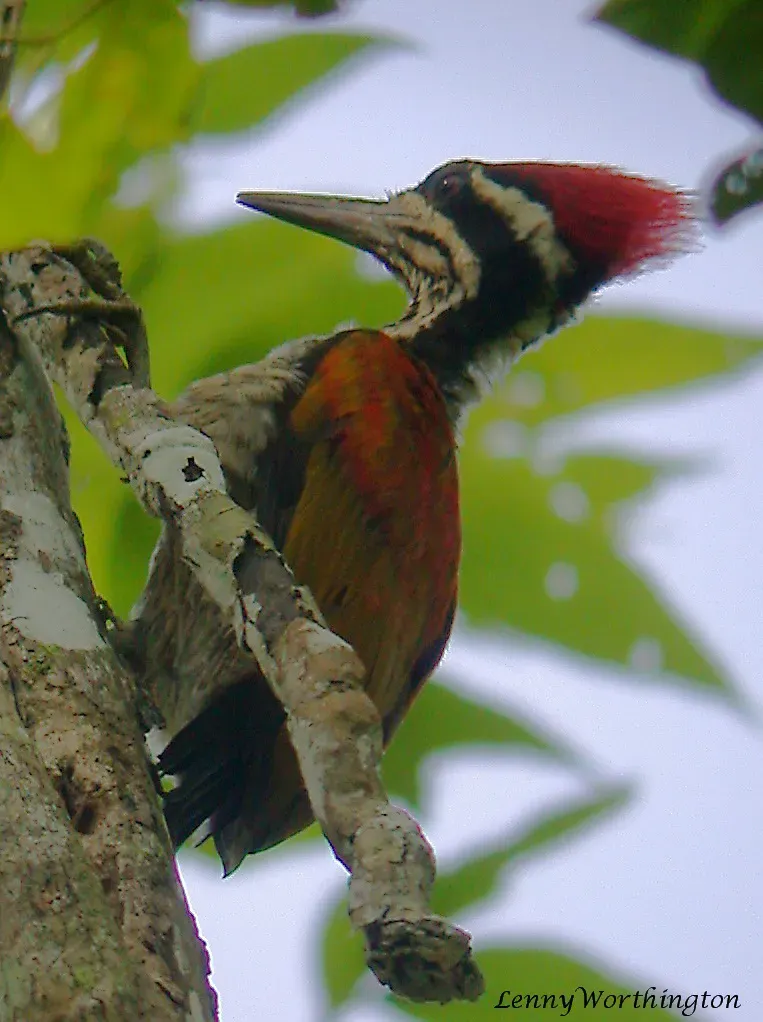File:Greater Flameback Chrysocolaptes guttacristatus, Khao Yai, Thailand (15734961673).jpg