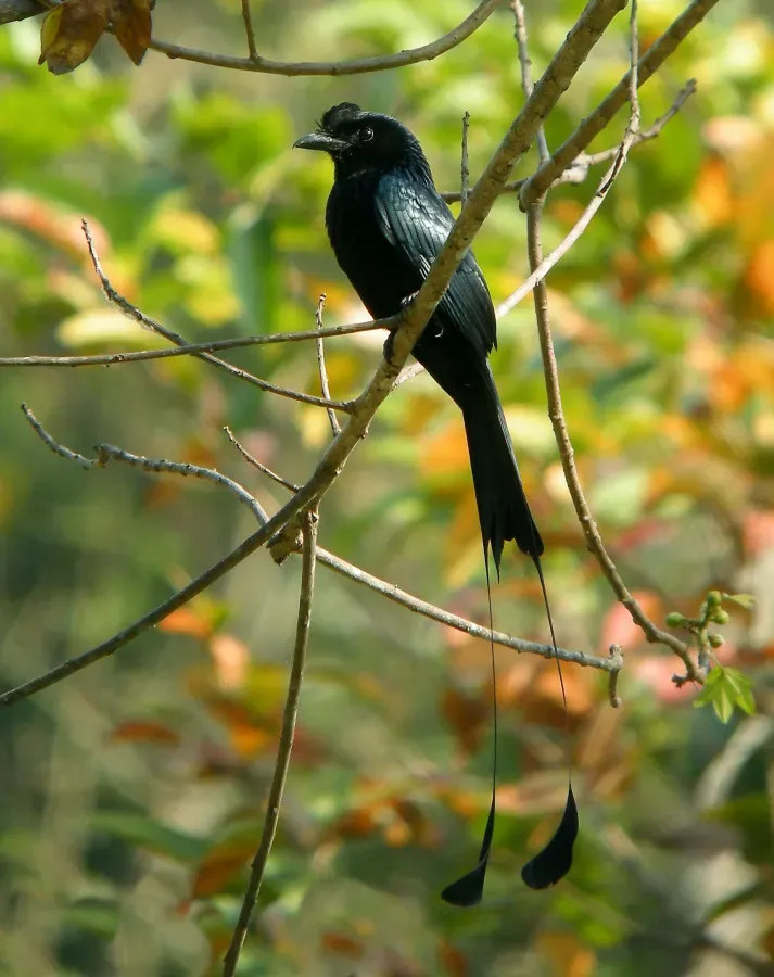 File:Greater Racket-tailed Drongo Dicrurus paradiseus (Linnaeus, 1766) (16169002507).jpg