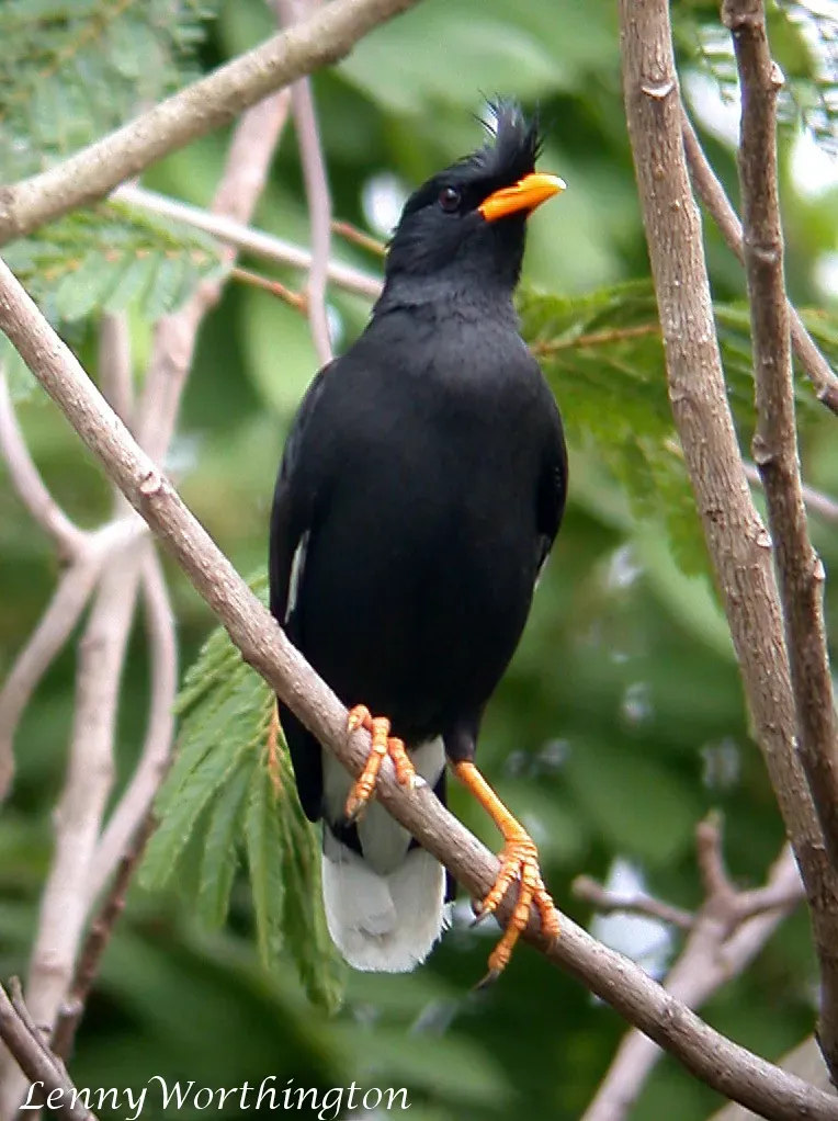 File:White-vented Myna Acridotheres grandis (Moore, 1858) (15734914153).jpg