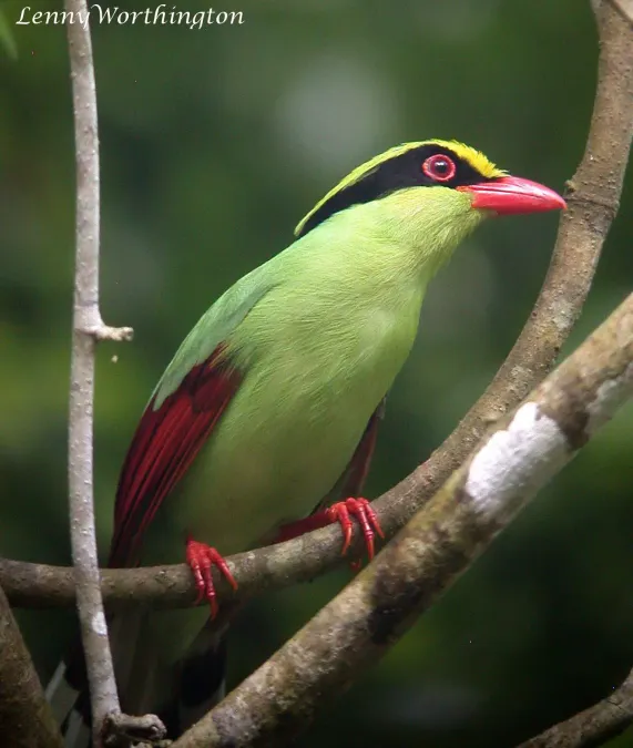 File:Common Green Magpie Cissa chinensis chinensis (Boddaert, 1783) (16168719729).jpg