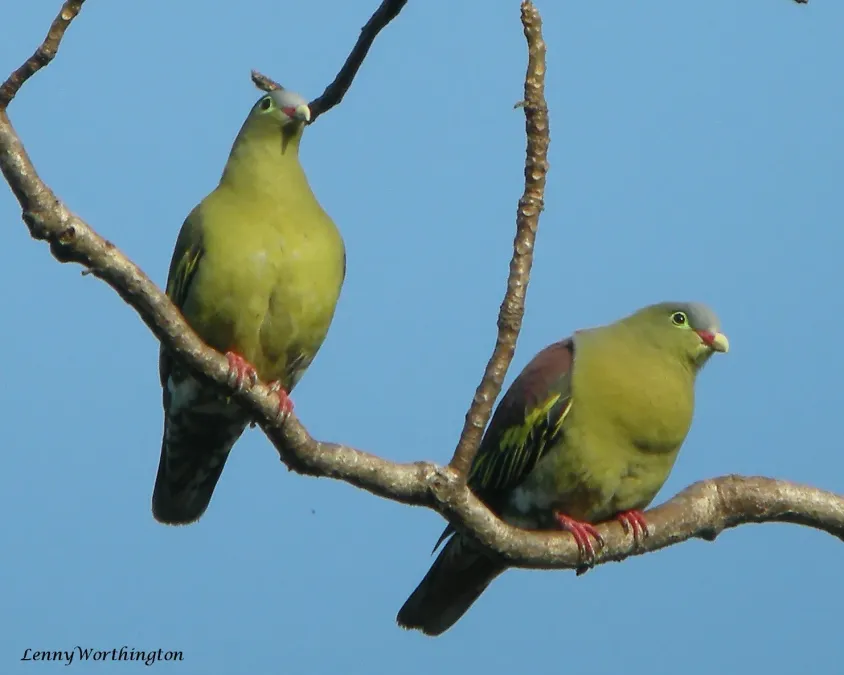 File:Thick-billed Green Pigeon Treron curvirostra (Gmelin, 1789) (16168662209).jpg