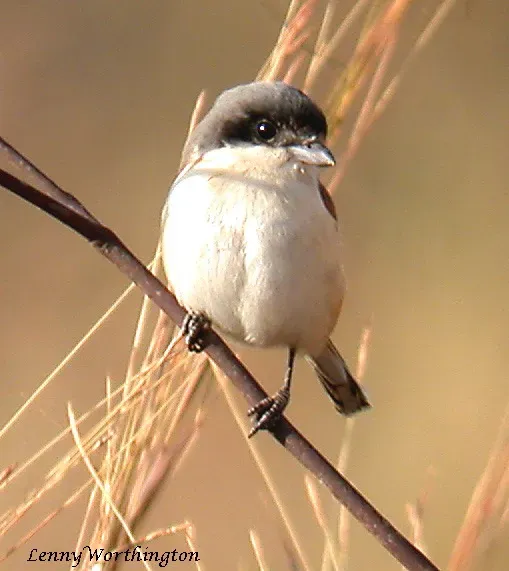 File:Burmese Shrike Lanius collurioides (Lesson, 1834) (16167433360).jpg