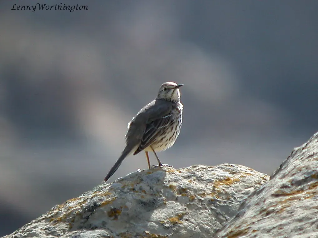 File:SAGE THRASHER Oreoscoptes montanus (16082738009).jpg