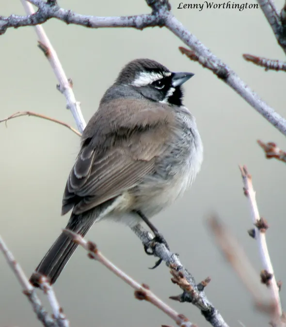 File:BLACK-THROATED SPARROW Amphispiza bilineata (16082731689).jpg