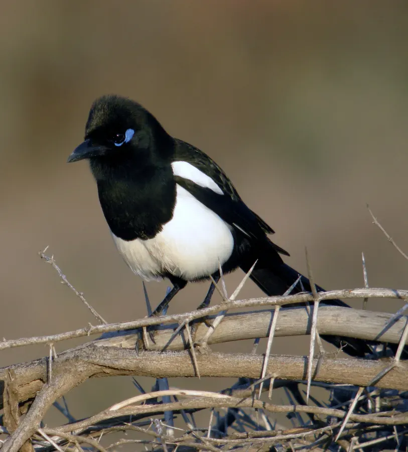 File:Moroccan Magpie Pica pica mauritanica (8470664586).jpg