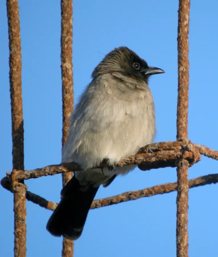File:Common Bulbul Pycnonotus barbatus (8470613518).jpg