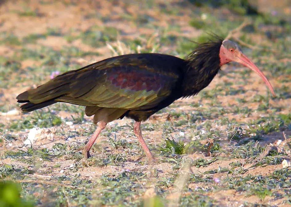 File:Northern Bald Ibis Geronticus eremita (8470613428).jpg