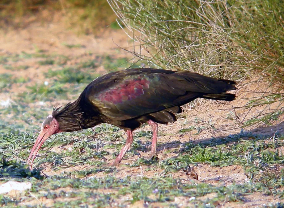 File:Northern Bald Ibis Geronticus eremita (8470600428).jpg