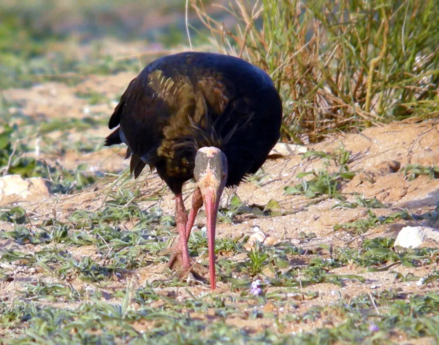 File:Northern Bald Ibis Geronticus eremita (8470613452).jpg