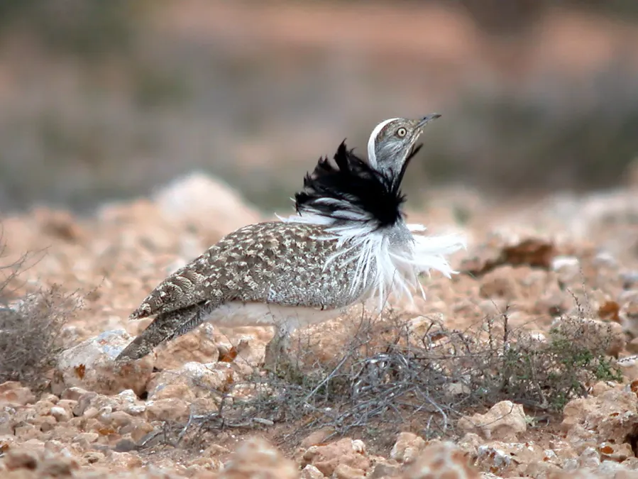 File:Houbara Bustard Chlamydotis undulata feuertaventurae (8469500571).jpg