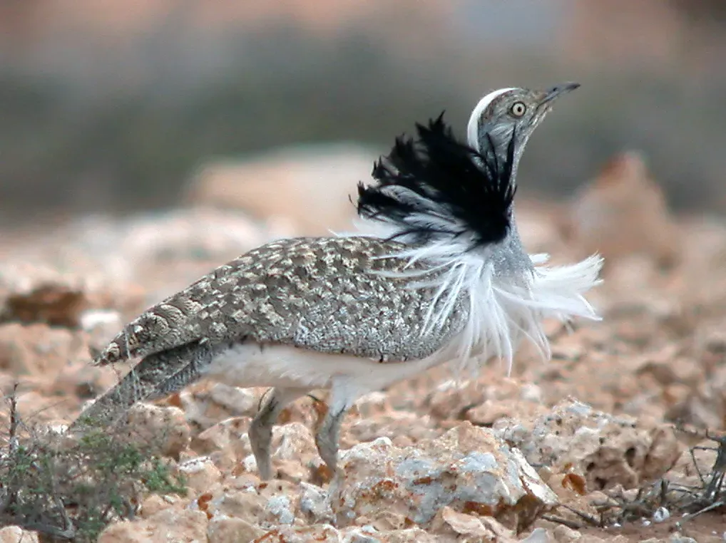 File:Houbara Bustard Chlamydotis undulata feuertaventurae (8469275101).jpg