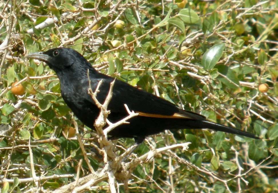 File:TRISTRAM'S STARLING Onychognathus tristramii (8467625647).jpg