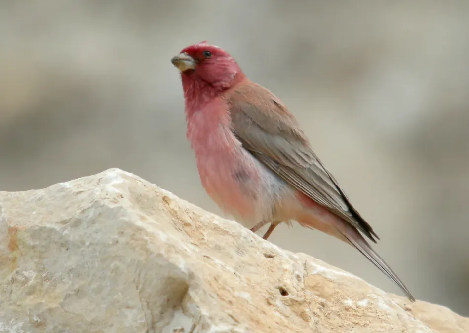 File:SINAI ROSEFINCH Carpodacus synoicus synoicus (8468692214).jpg