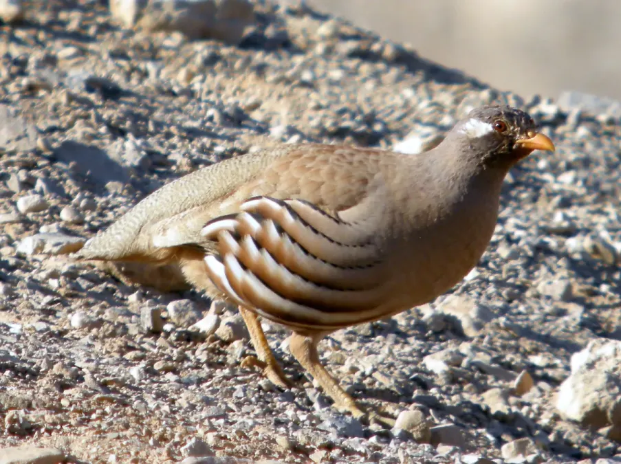 File:SAND PARTRIDGE Ammoperdix heyi heyi (8468690852).jpg
