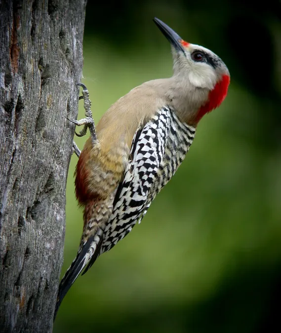 File:WEST INDIAN WOODPECKER Melanerpes superciliaris superciliaris (8466958737).jpg