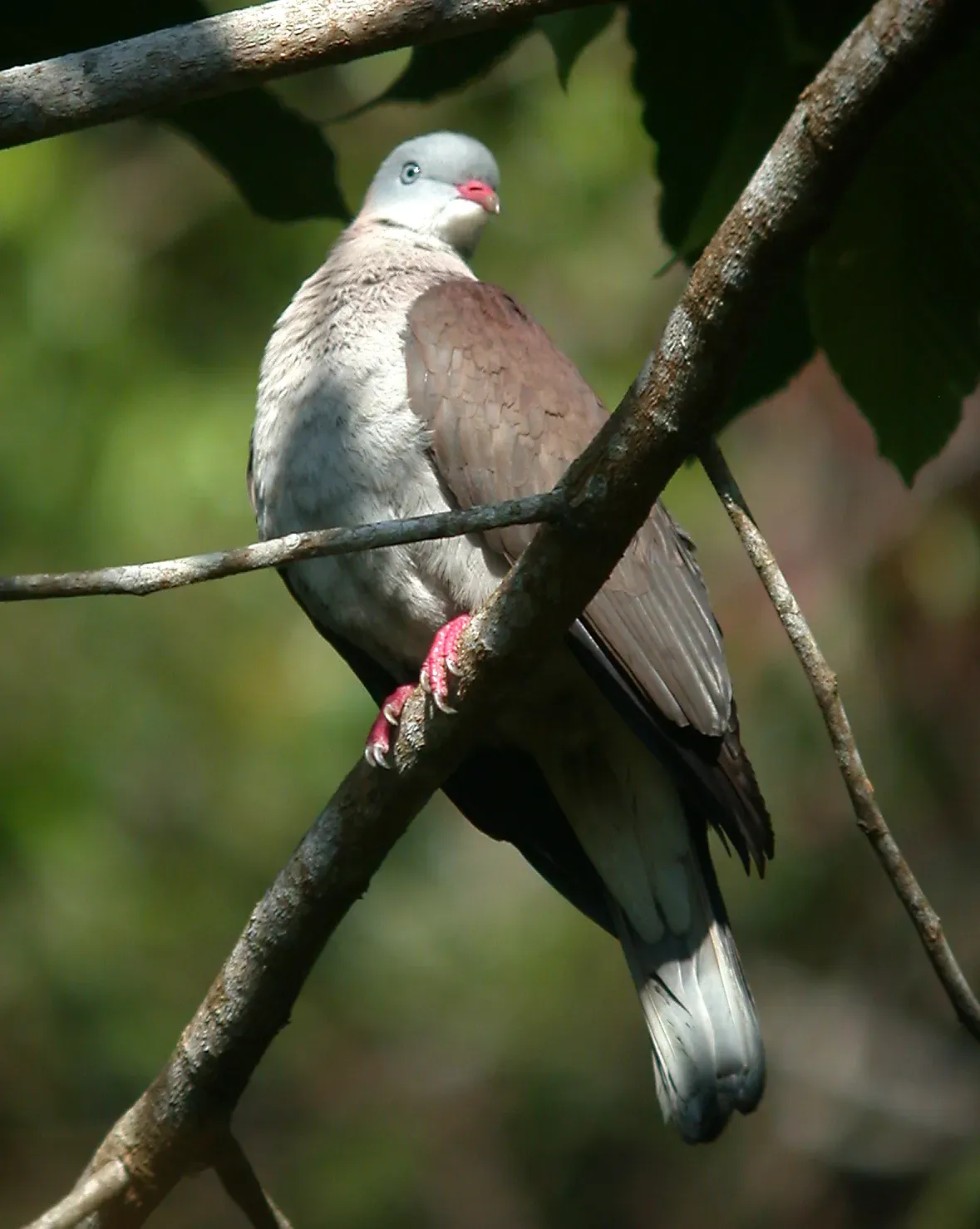 File:Mountain Imperial Pigeon Ducula badia (Raffles, 1822) (6859315976).jpg