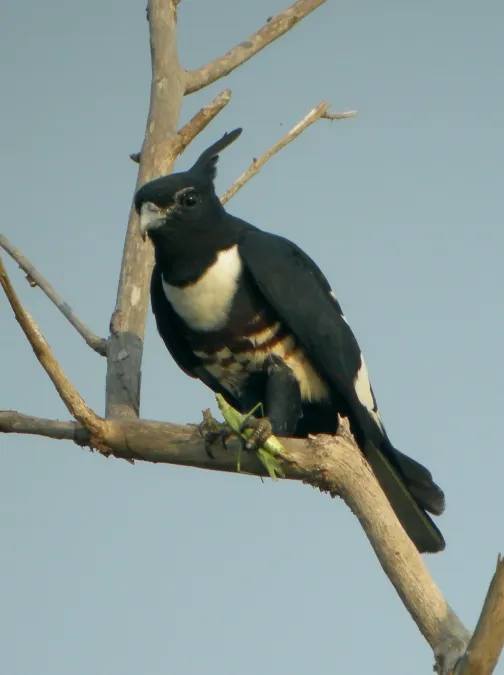 File:BLACK BAZA Aviceda leuphotes (7005184891).jpg