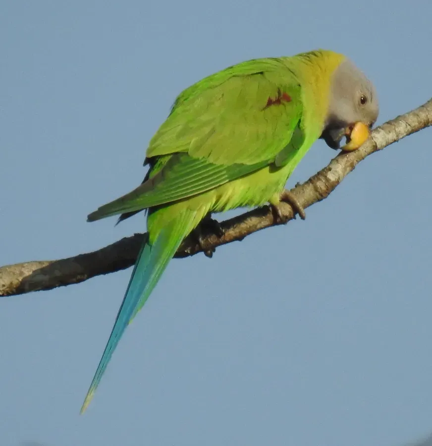 File:Psittacula roseata 62925468.jpg