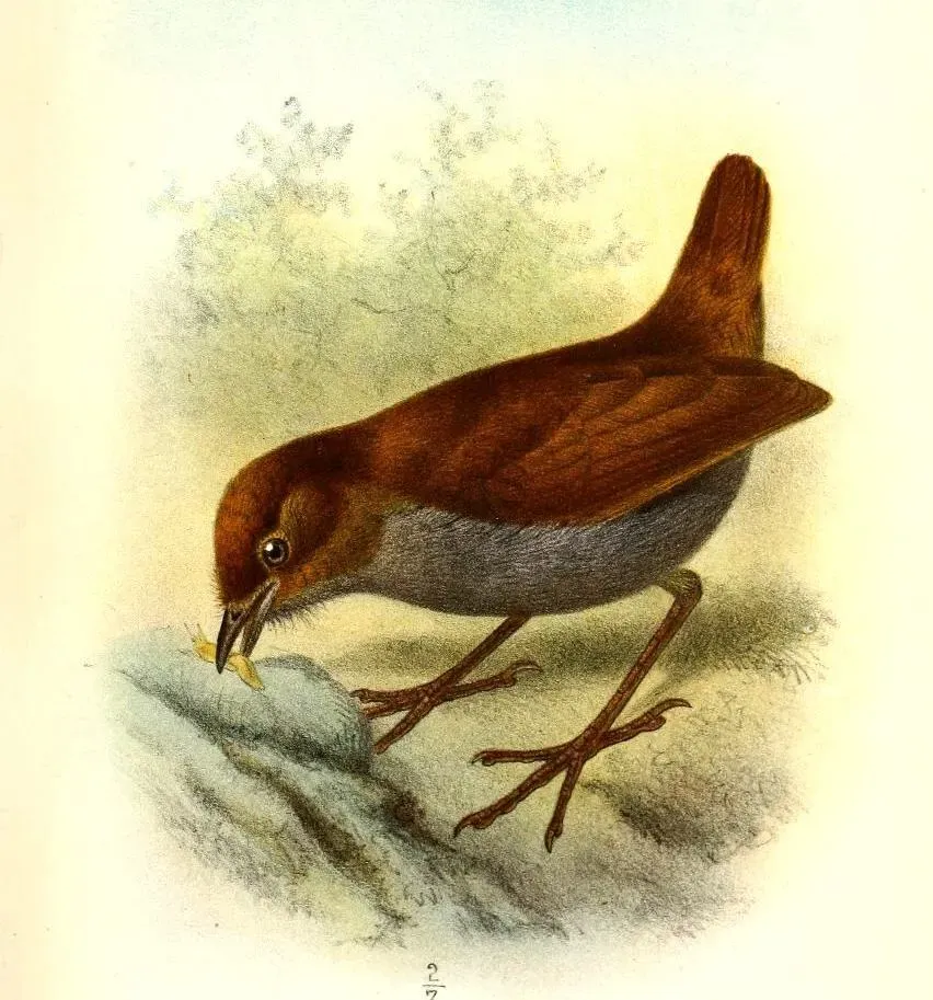 File:GrallariaRufocinereaSmit (cropped).jpg