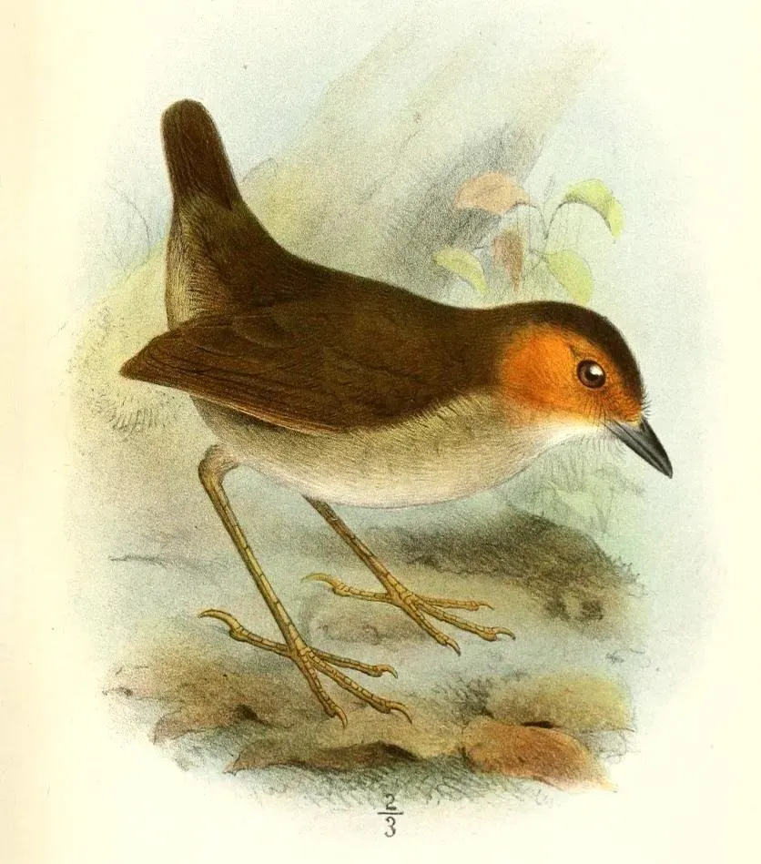 File:GrallariaErythrotisSmit (cropped).jpg