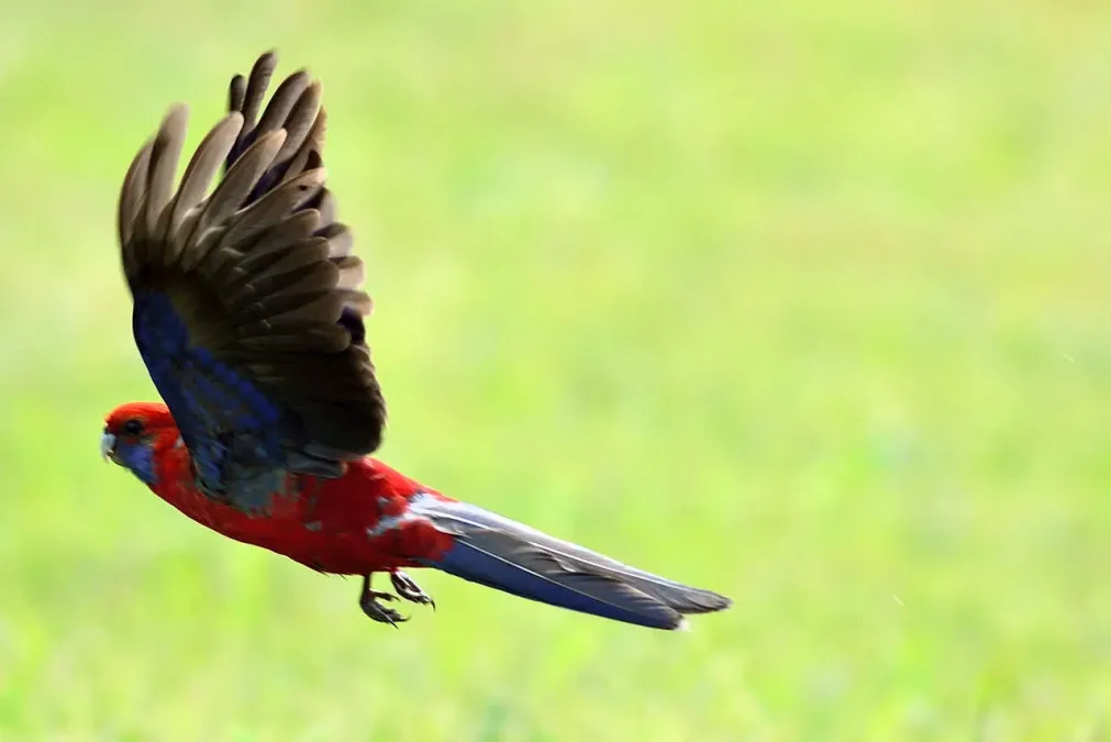 File:Platycercus elegans elegans 73989939.jpg
