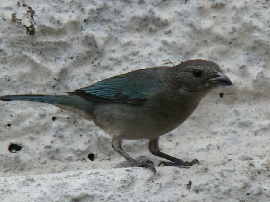 File:Thraupis sayaca (Brazil).jpg