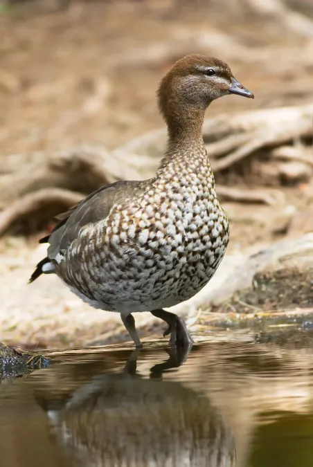File:Chenonetta jubata female 2.jpg