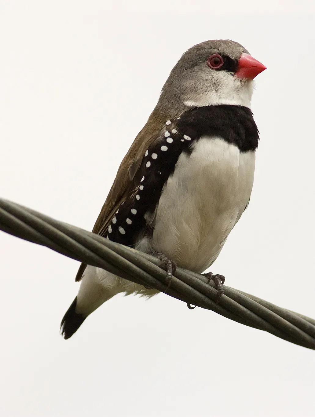 File:Stagonopleura guttata 3.jpg