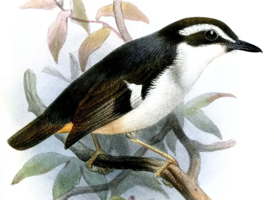 File:LeucophantesBrachyurusSmit (cropped).jpg