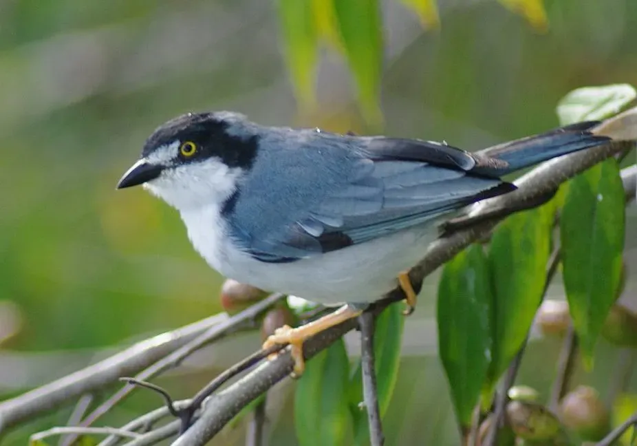 File:Nemosia pileata (cropped).jpg