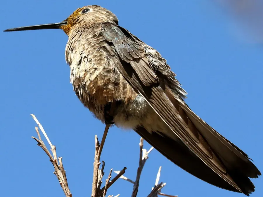 File:Patagona gigas-perching.jpg
