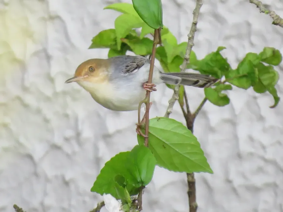 File:Prinia molleri 65405721.jpg