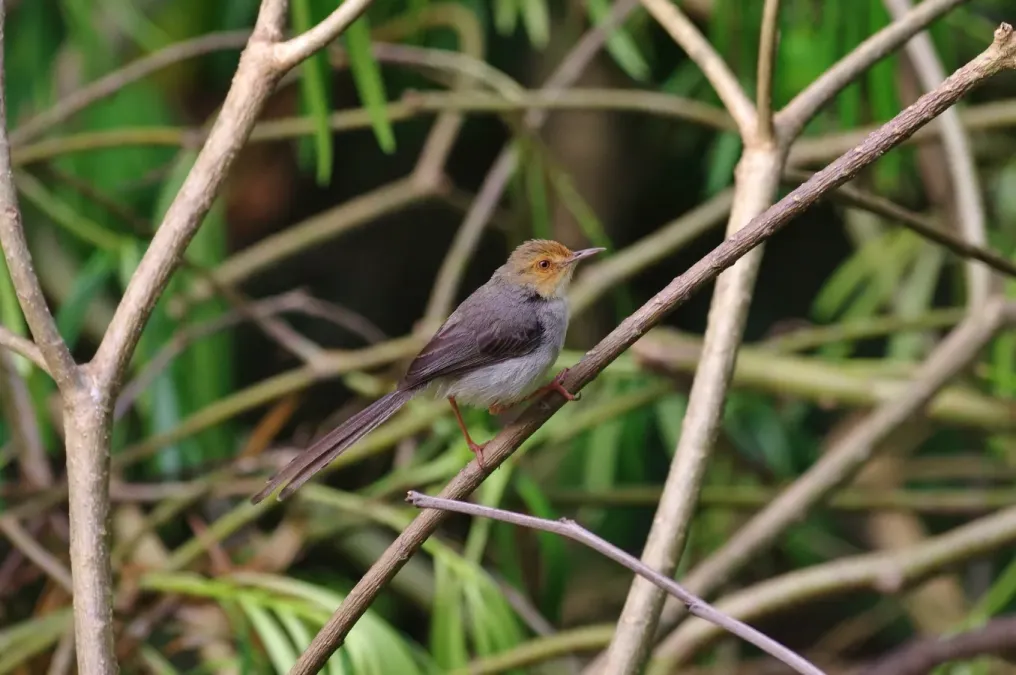 File:Prinia molleri 13080432.jpg